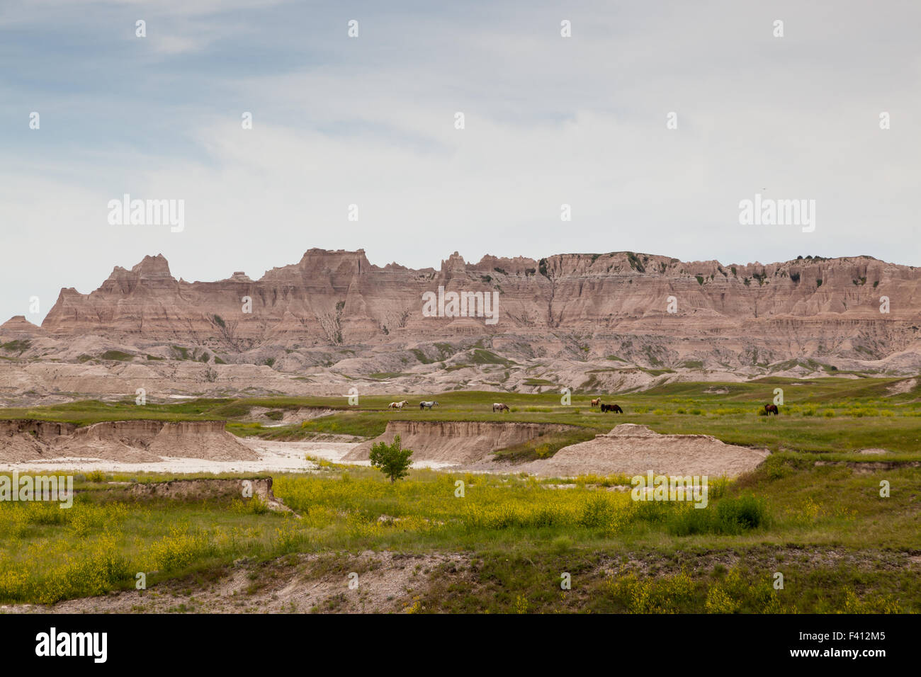 Seven horses in a green field below the dynamically carved mountains of the Badlands in South Dakota. Stock Photo