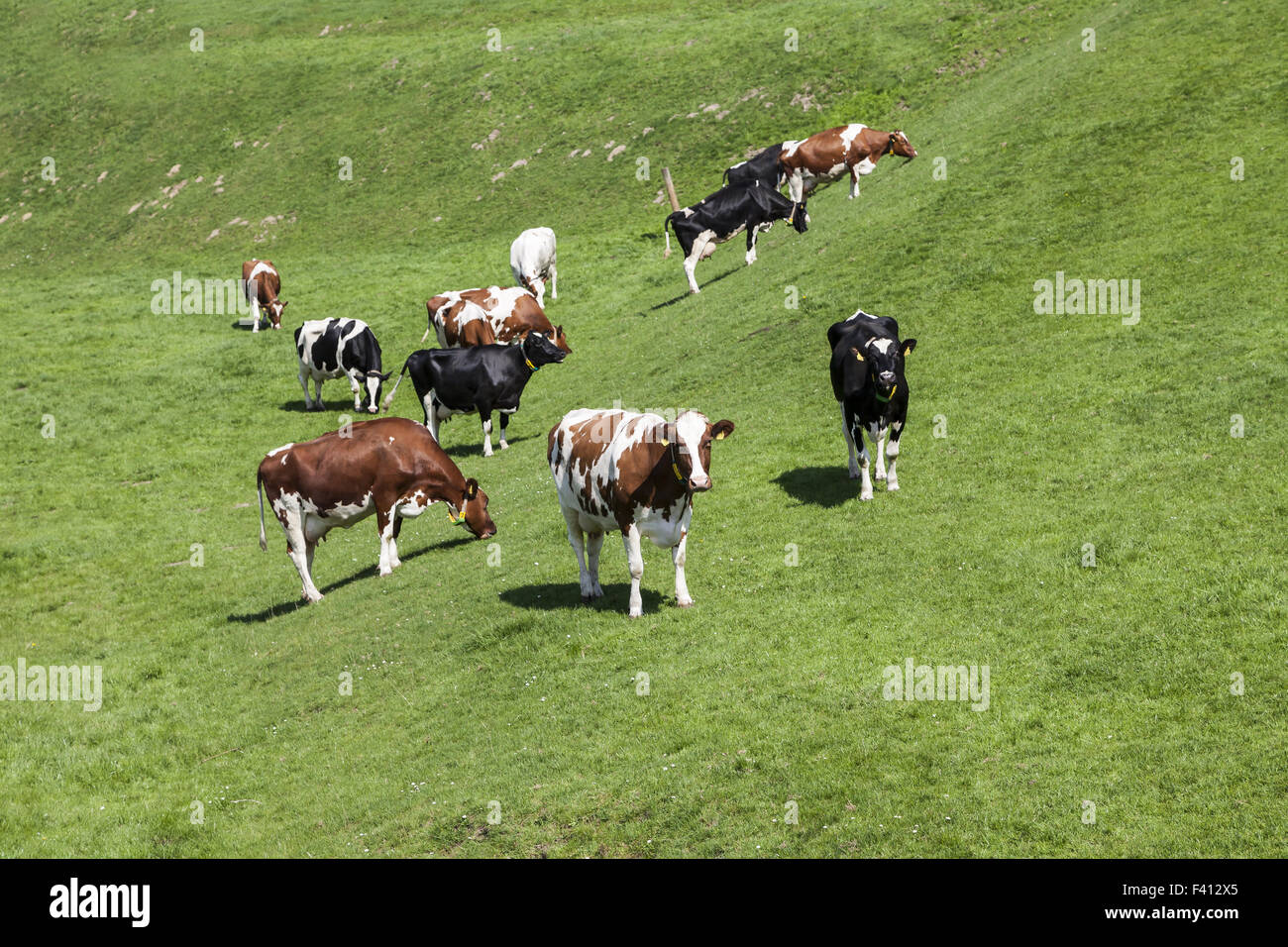 Grazing cows in spring, Holperdorp, Germany Stock Photo