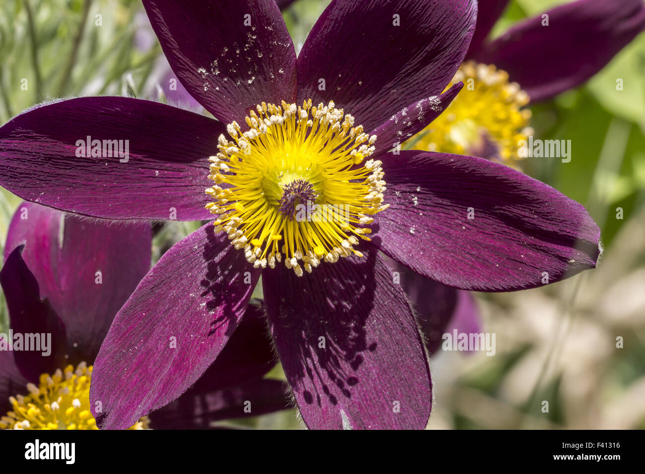 Pulsatilla turczaninovii, Pasque flower Stock Photo