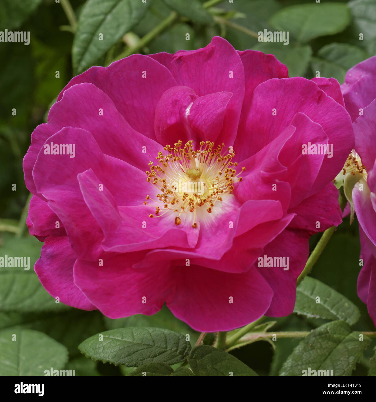 Rosa gallica, Gallic Rose, French Rose Stock Photo