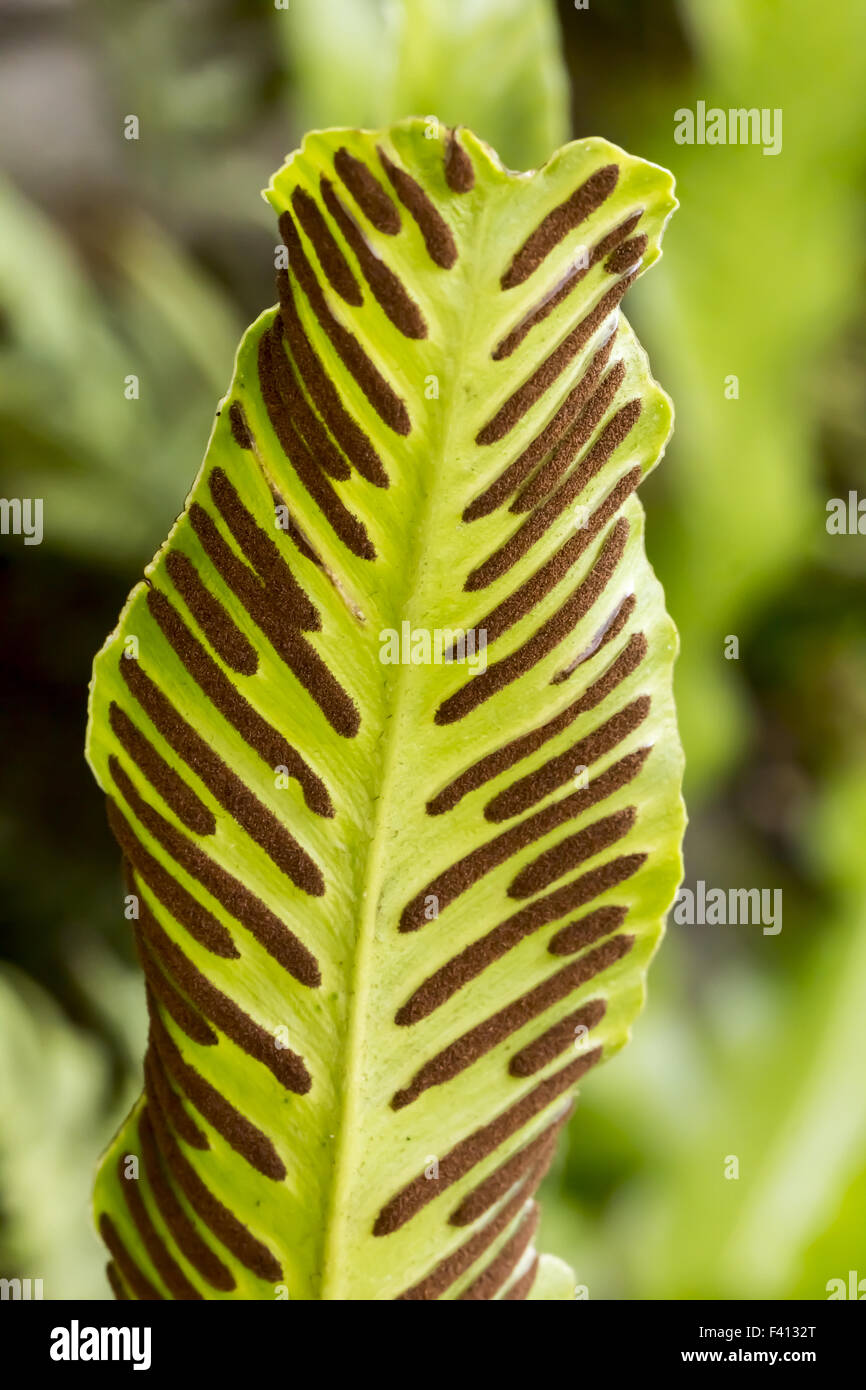 Asplenium scolopendrium, Hart's-tongue fern Stock Photo