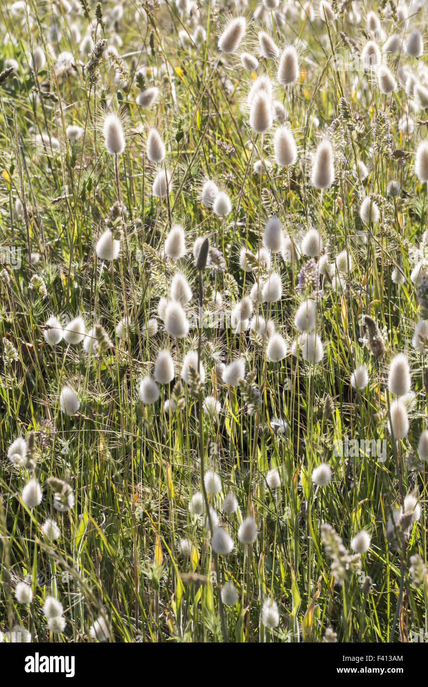 Harestail grass hires stock photography and images Alamy