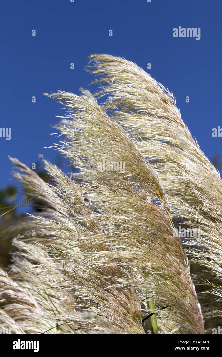 Cortaderia selloana, Pampas grass Stock Photo