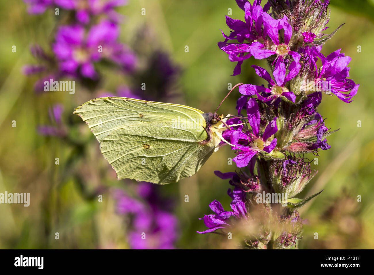 Common brimstone macro photo hires stock photography and images Alamy