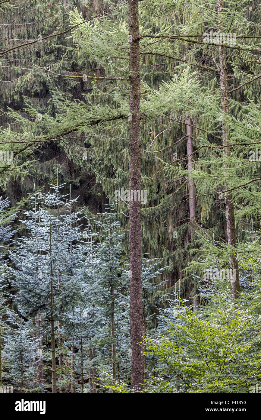 Coniferous forest in Lower Saxony, Germany Stock Photo