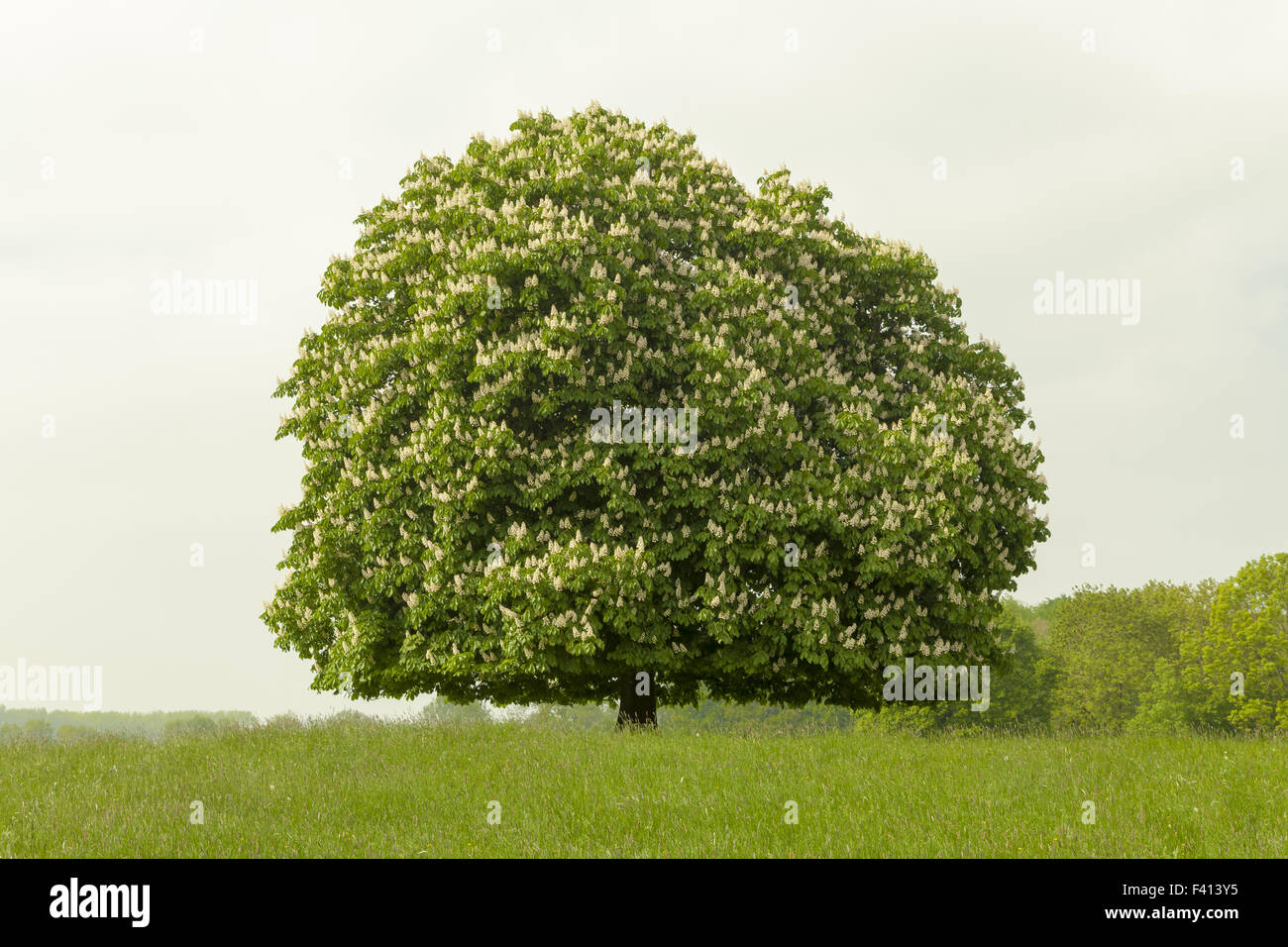 Horse chestnut tree in May, Germany Stock Photo