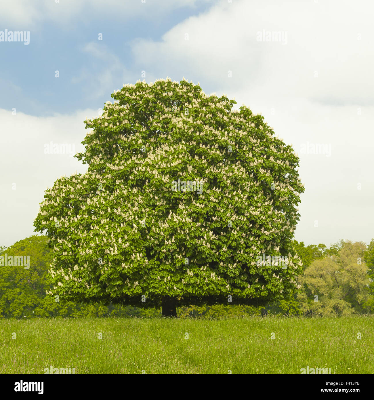 Horse chestnut tree in May, Germany Stock Photo