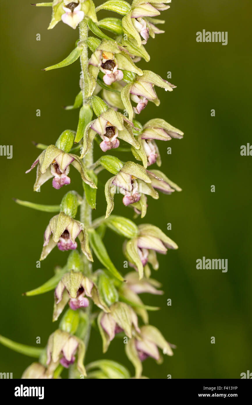 Epipactis muelleri, orchid from Germany Stock Photo