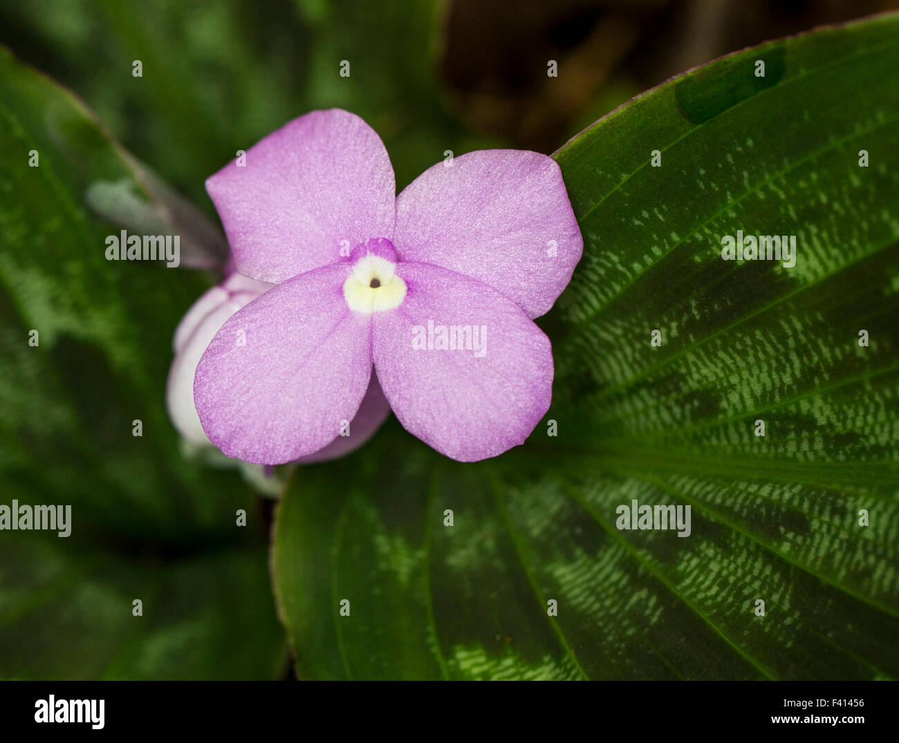 Burmese Ruby; Zingiber SP.; Zingiberaceae; Hawai'i Tropical Botanical Garden Nature Preserve; Big Island, Hawaii, USA Stock Photo