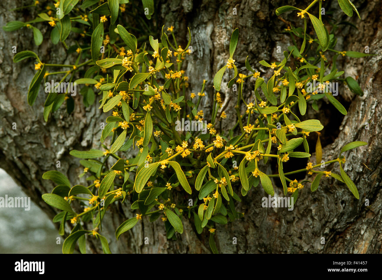 mistletoe; Stock Photo