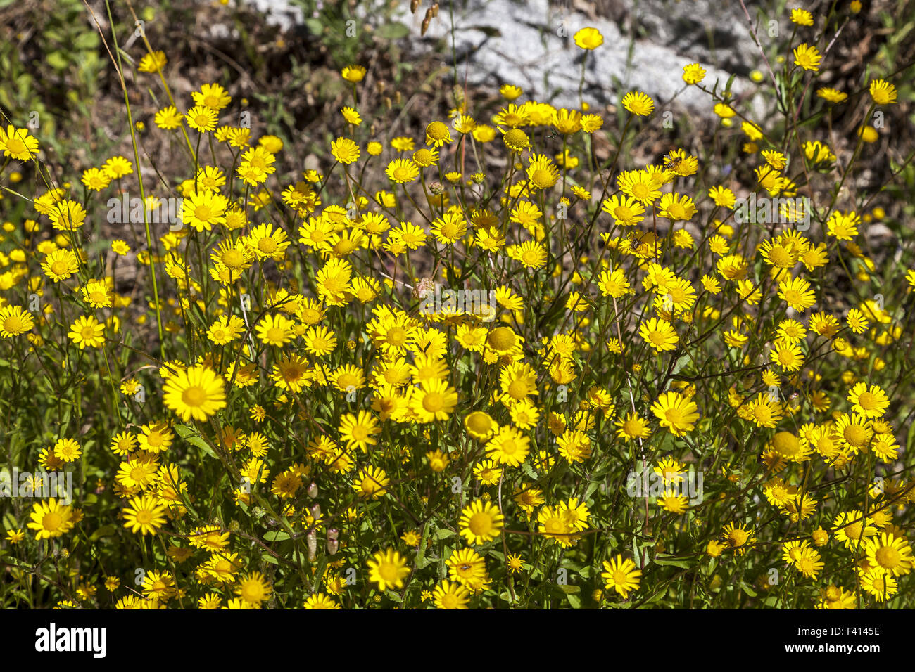 Chrysanthemum coronarium, Garland Chrysanthemum Stock Photo Alamy