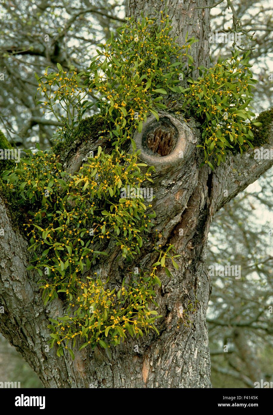 mistletoe; Stock Photo