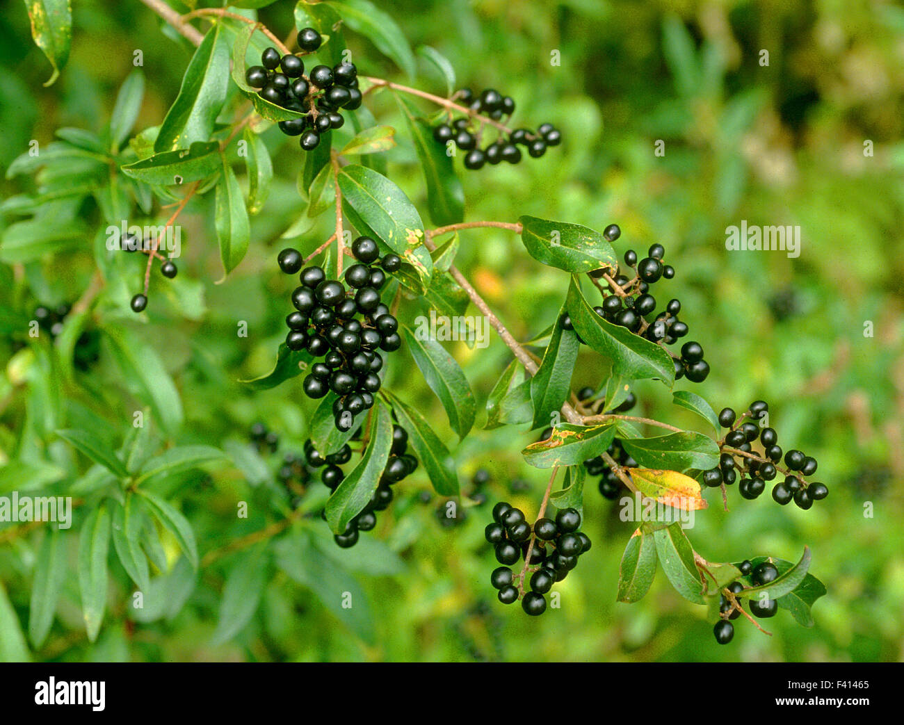 berry; shrub; liguster; Stock Photo