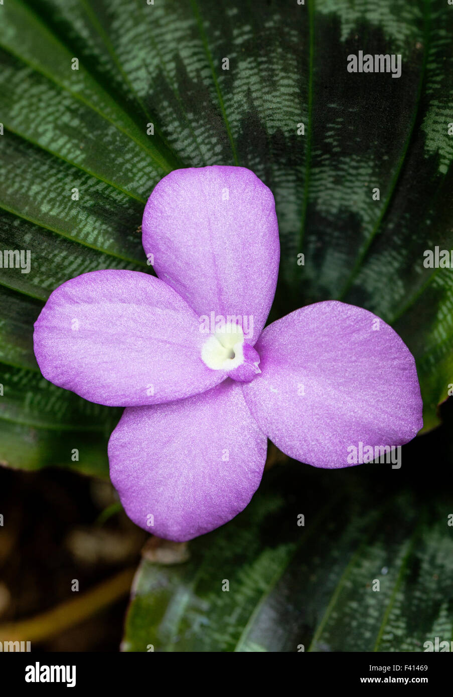 Burmese Ruby; Zingiber SP.; Zingiberaceae; Hawai'i Tropical Botanical Garden Nature Preserve; Big Island, Hawaii, USA Stock Photo