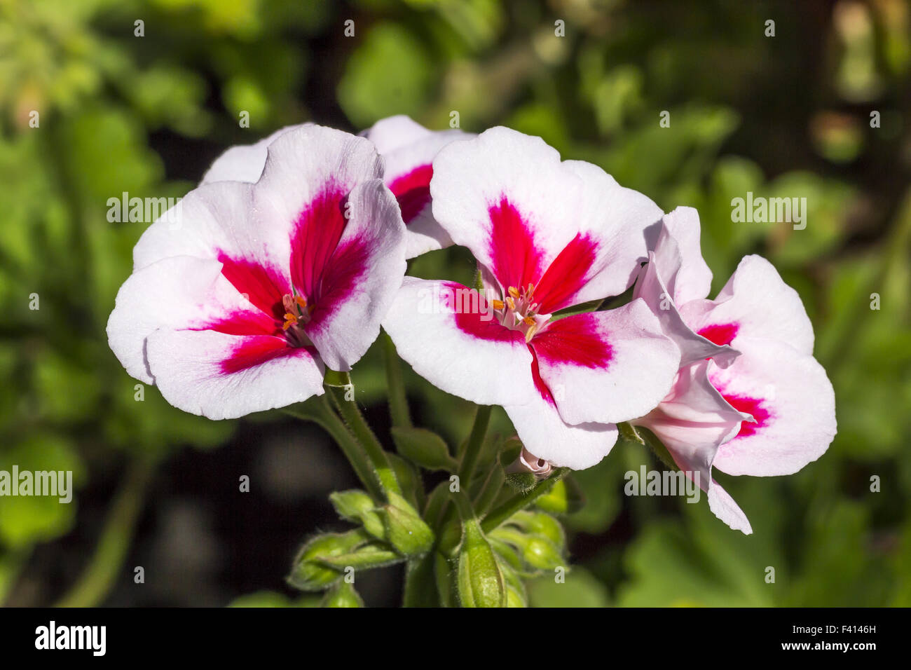 Pelargonium Zonale hybrid flower Stock Photo