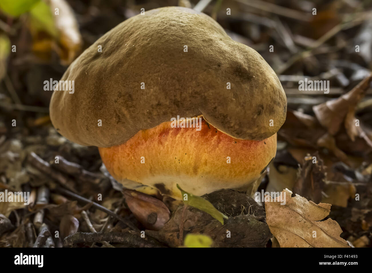 Dotted stem bolete, mushroom from Germany Stock Photo