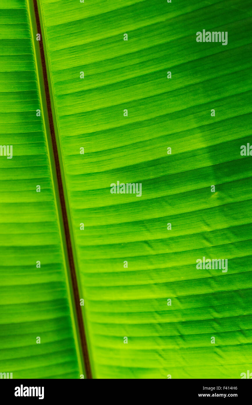 Banana tree leaf; Hawai'i Tropical Botanical Garden Nature Preserve; Big Island, Hawaii, USA Stock Photo