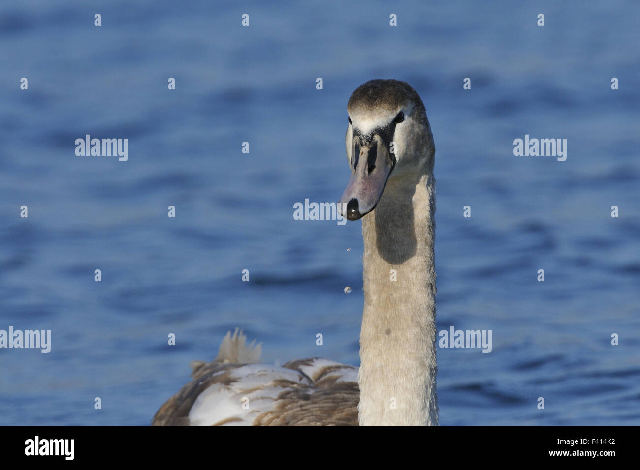 Mute swan Stock Photo