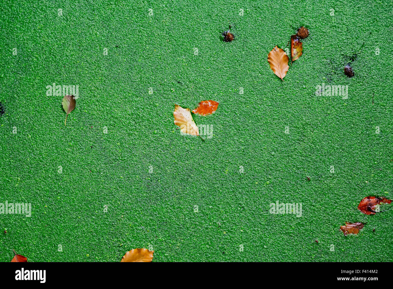 Green duckweed covers small pond Stock Photo
