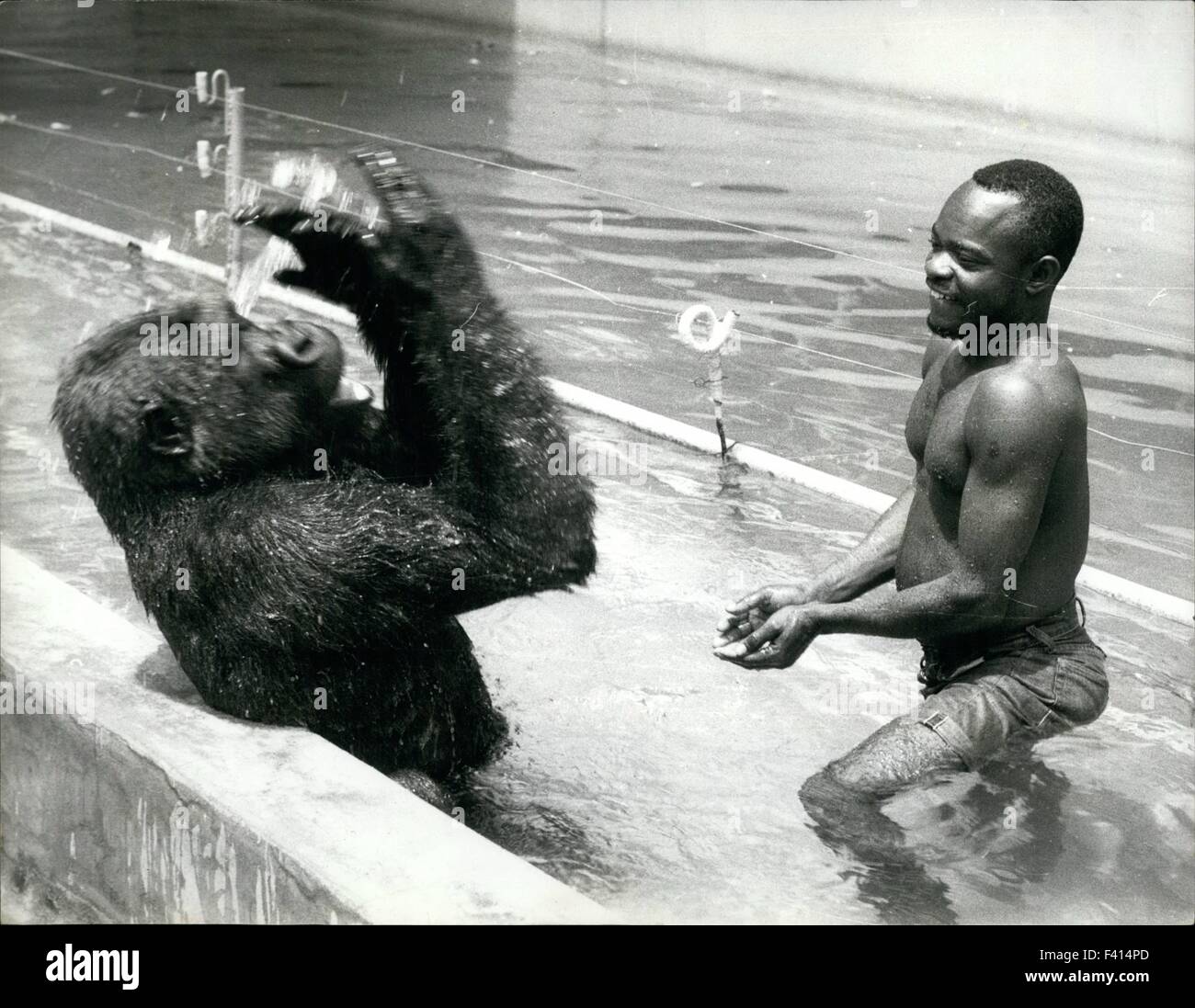 Gorilla apes his keeper. 10th Jan, 1975. and learns to swim: Water play ...