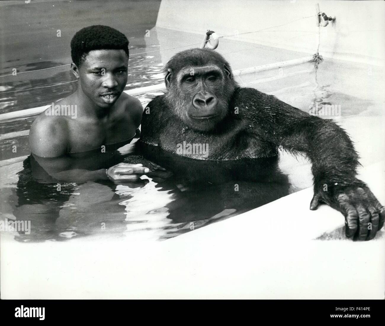 Jan. 10, 1975 Gorilla Apes his keeper and learns to Swim Water