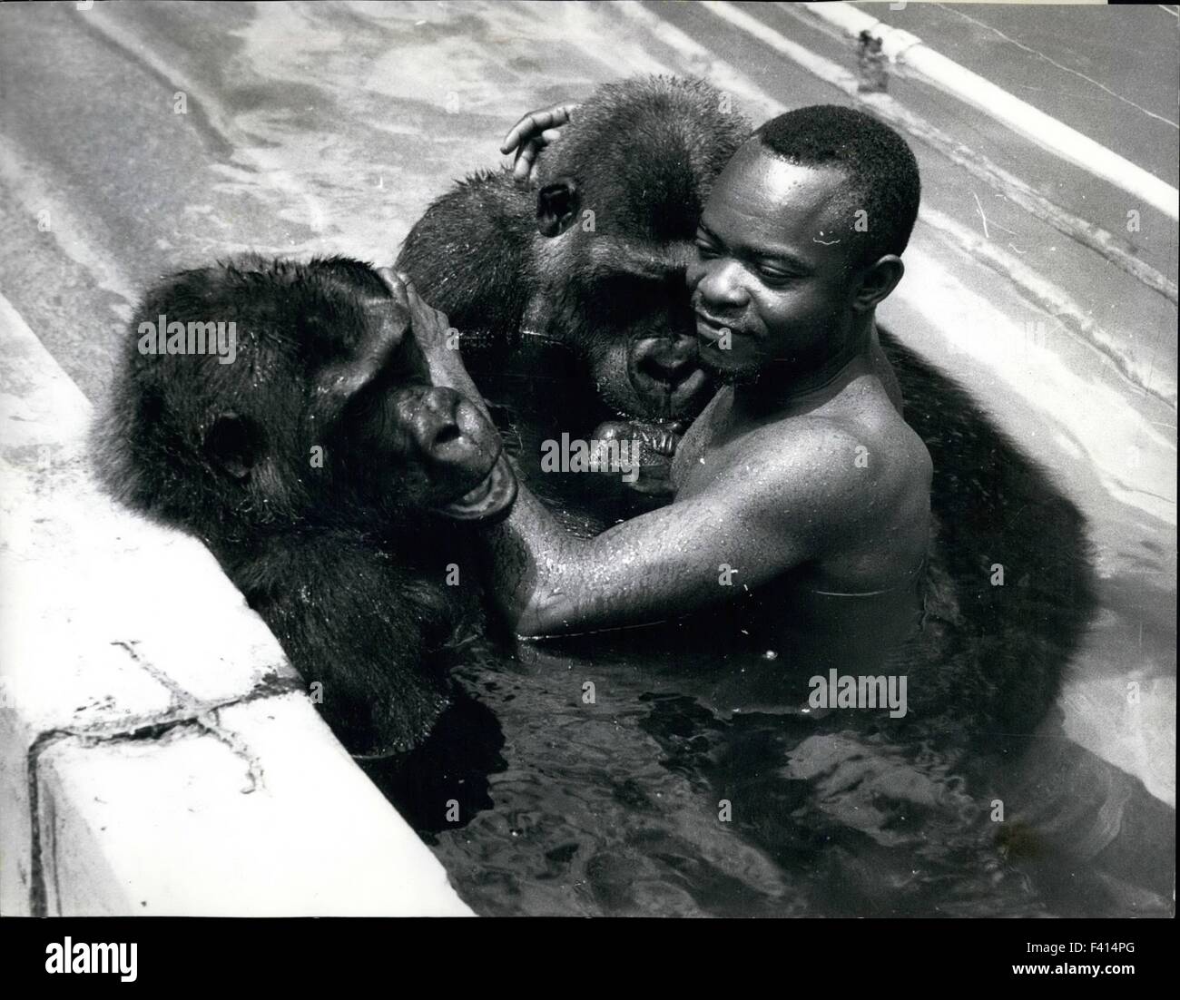 Pictures of gorillas hires stock photography and images Alamy