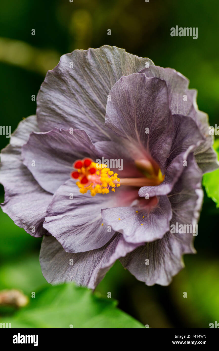 Hibiscus, Hibiscus tiliaceus, Hawai'i Tropical Botanical Garden Nature Preserve; Big Island, Hawaii, USA Stock Photo