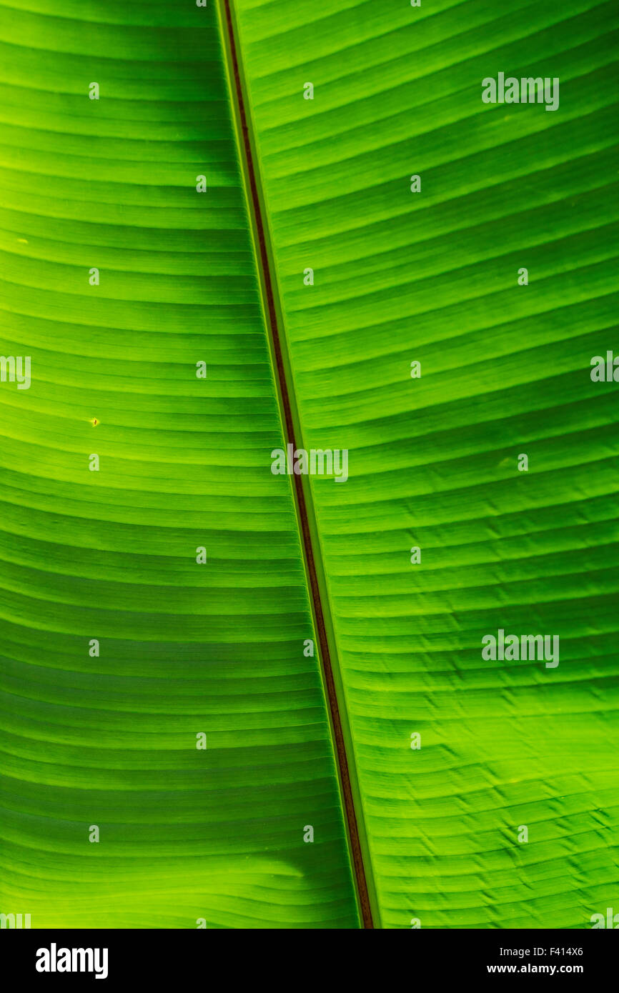 Banana tree leaf; Hawai'i Tropical Botanical Garden Nature Preserve; Big Island, Hawaii, USA Stock Photo