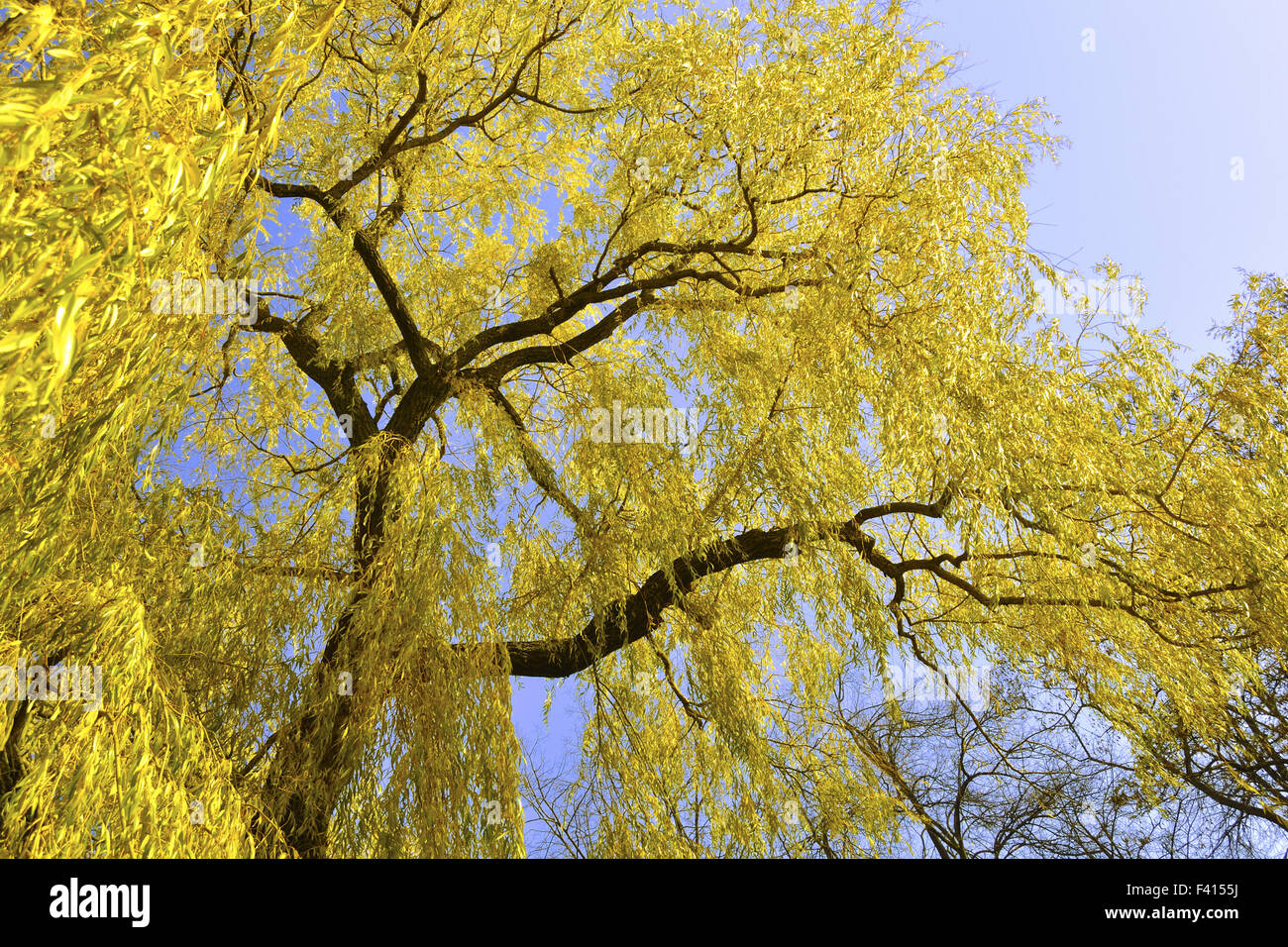 Big bright yellow willow tree hi-res stock photography and images - Alamy