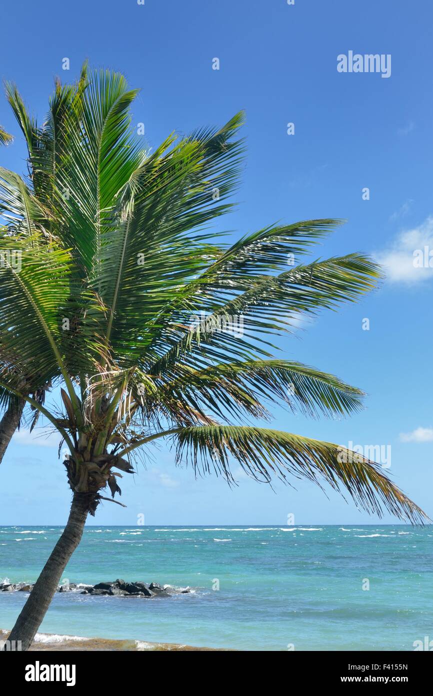 Palm tree in caribbean Stock Photo Alamy