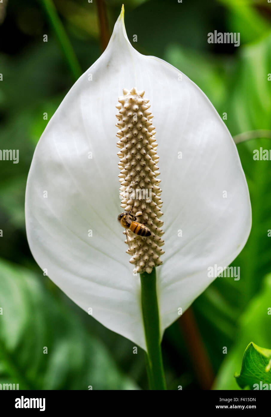 Honeybee (Apis mellifera) on a Peace lily; spathe flower; Araceae; Spathiphyllum sp.; Hawai'i Tropical Botanical Garden Stock Photo