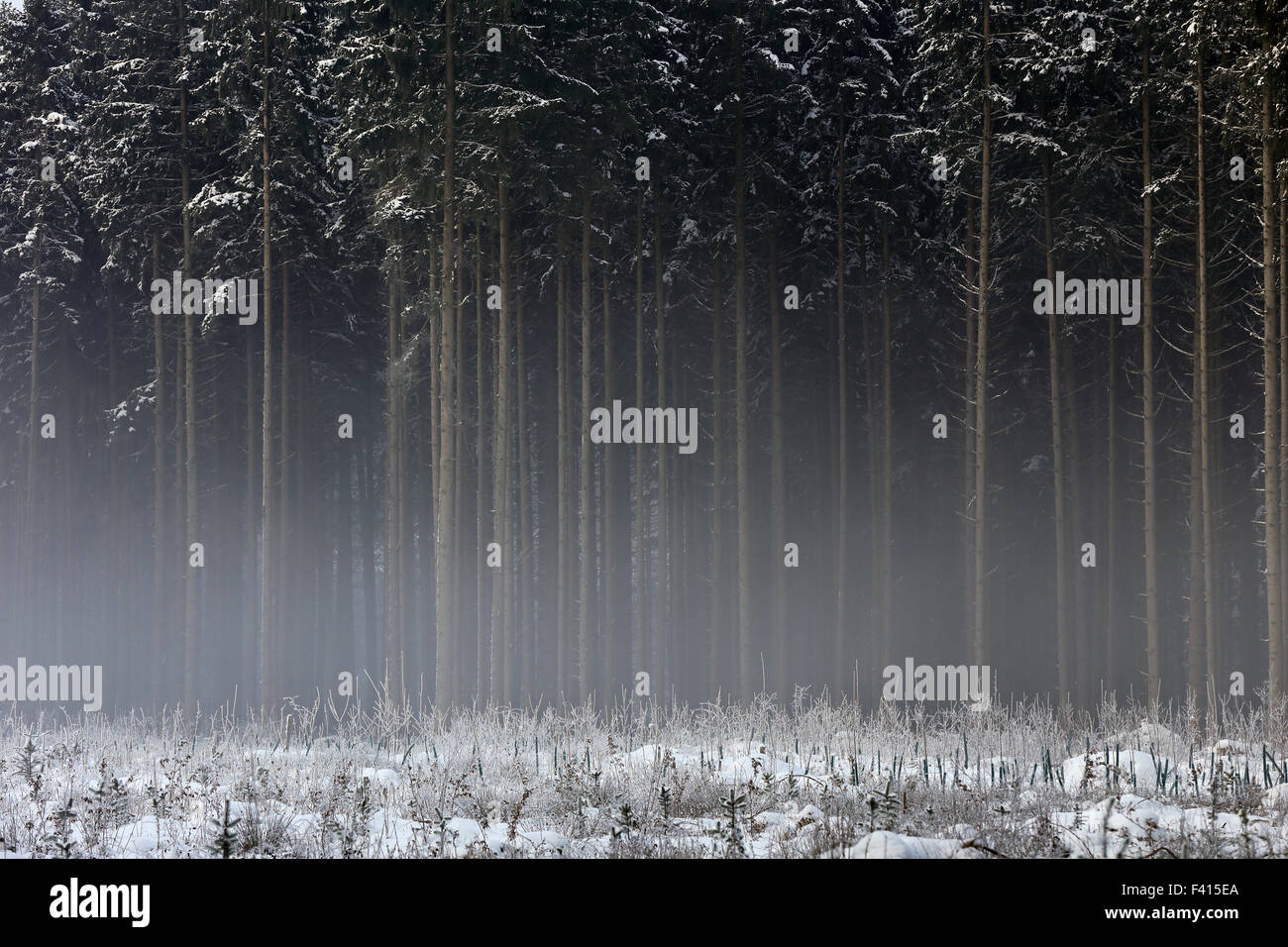Bavarian spruce forest in winter Stock Photo