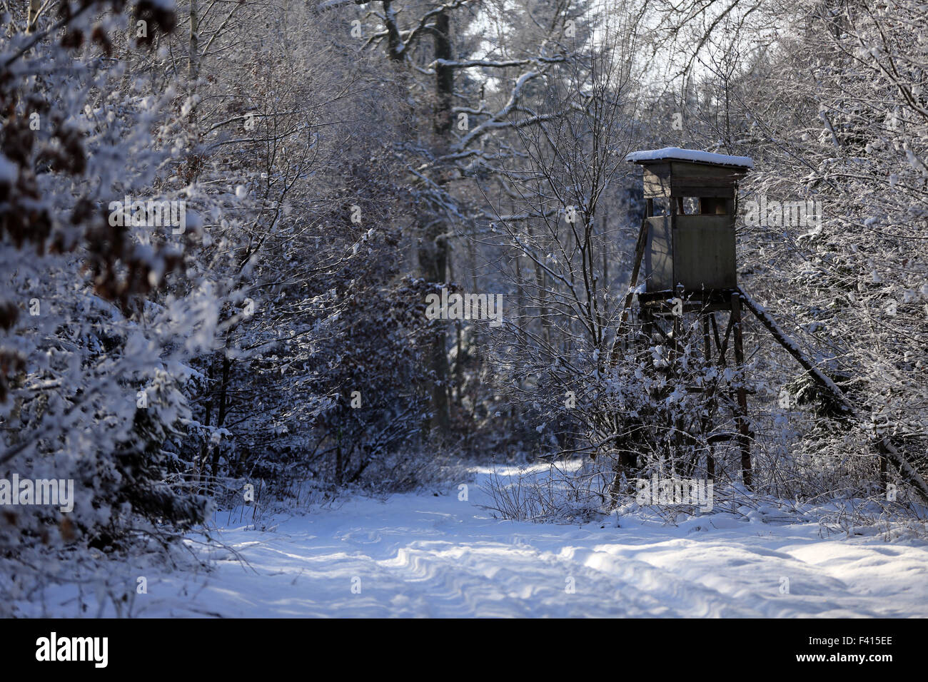 Deer stand in Bavarian winter forest Stock Photo