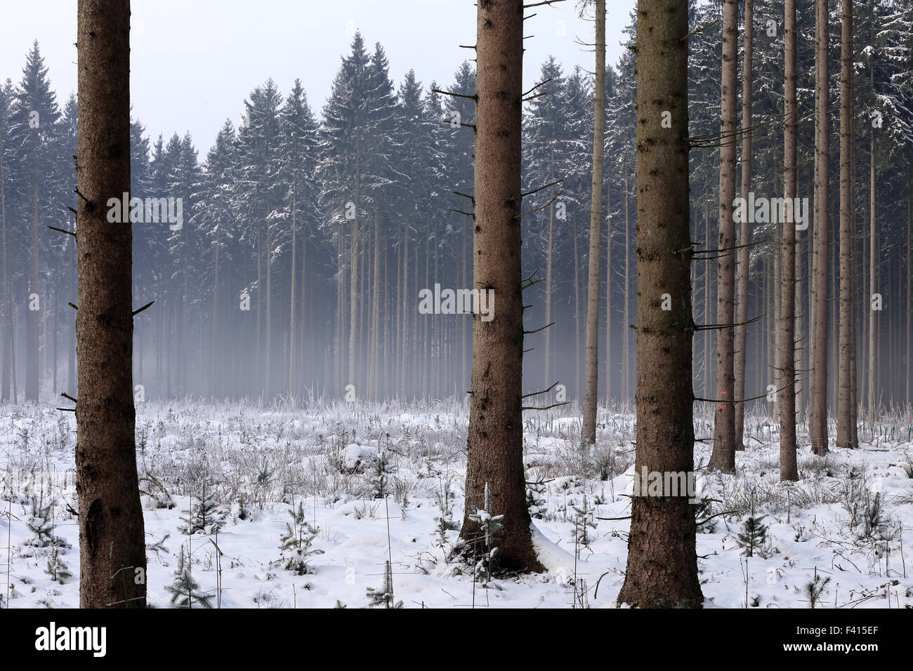 Bavarian spruce forest in winter Stock Photo