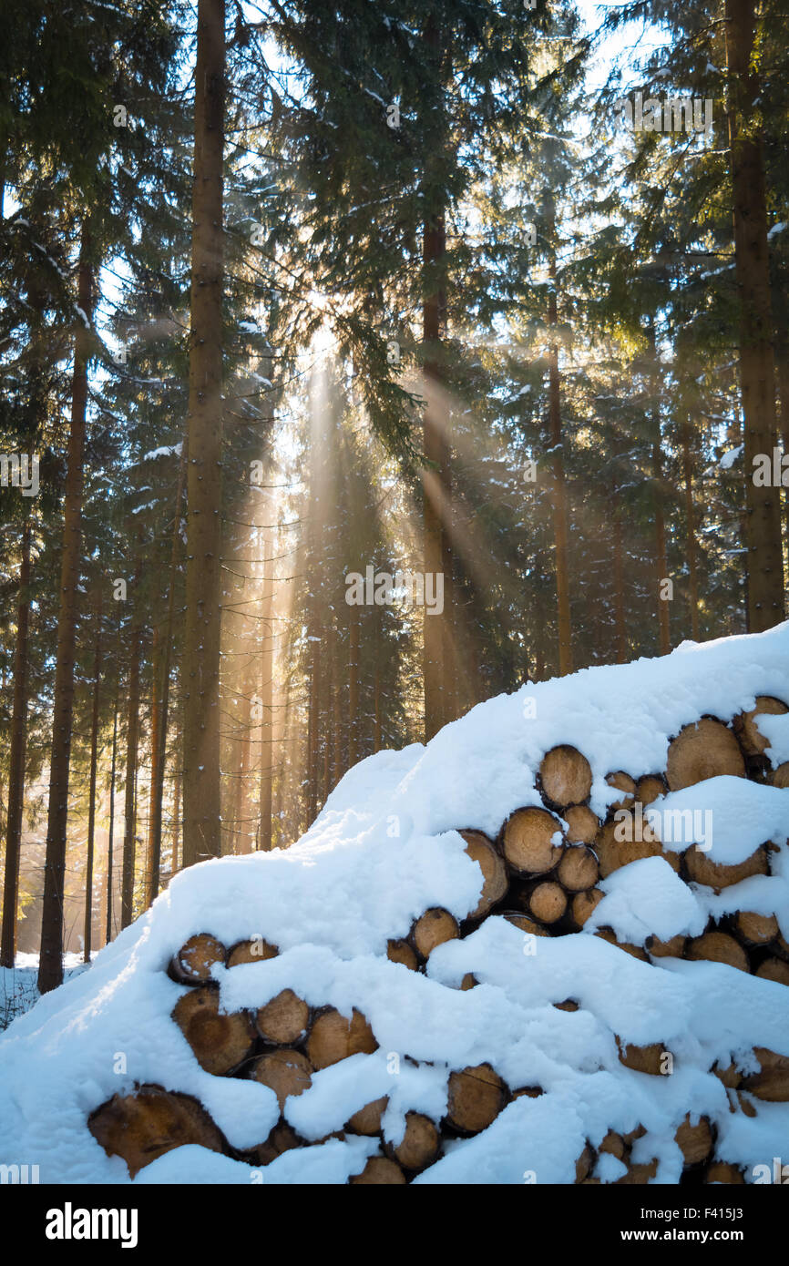 Sunlight in winter forest Stock Photo Alamy