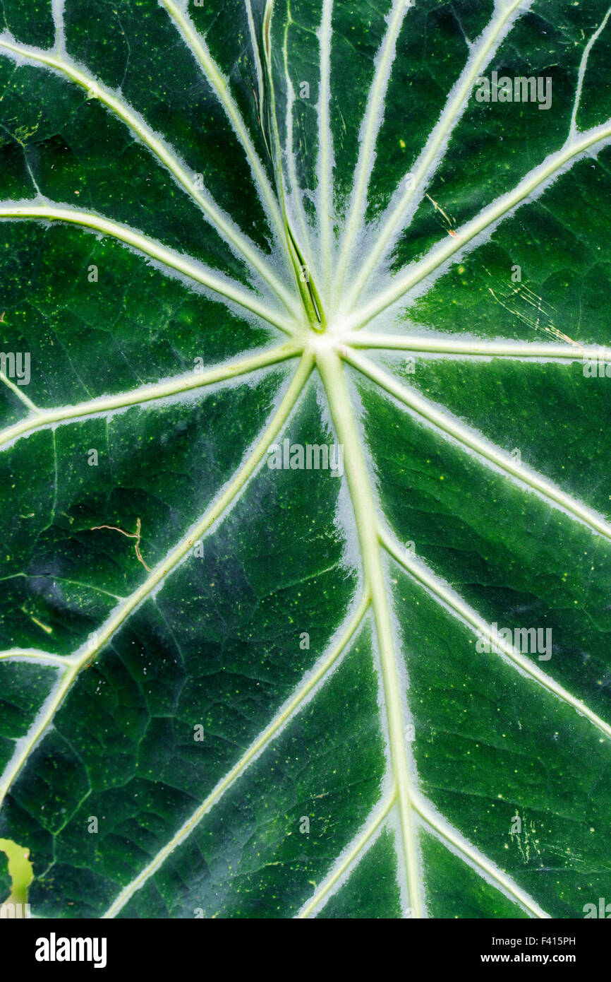 Leaf of a Jackfruit Tree; Artocarpus heterophyllus; Moraceae; breadfruit; Hawai'i Tropical Botanical Garden Nature Preserve Stock Photo