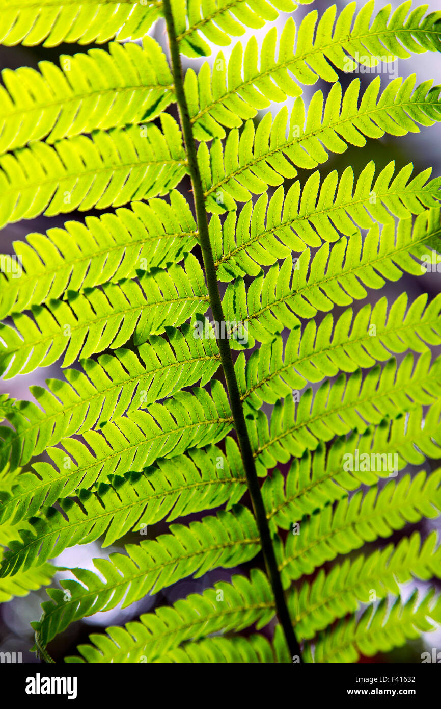 Close-up detail of delicate fern; Hawai'i Tropical Botanical Garden Nature Preserve; Big Island, Hawaii, USA Stock Photo