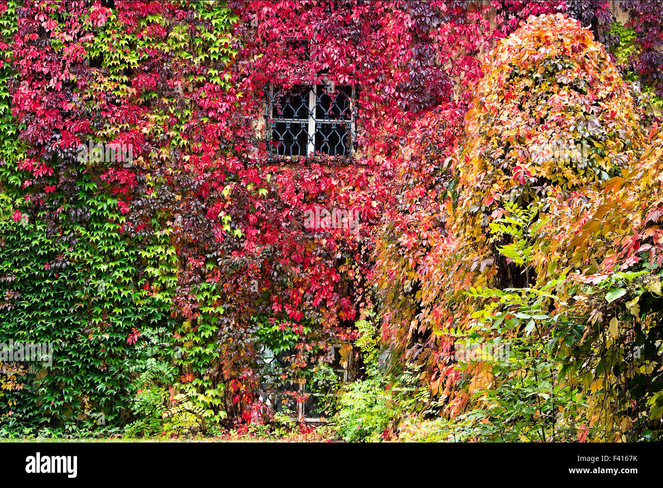 Colorful autumn background, Parthenocissus quinquefolia in fall colors creeping around old house. Stock Photo