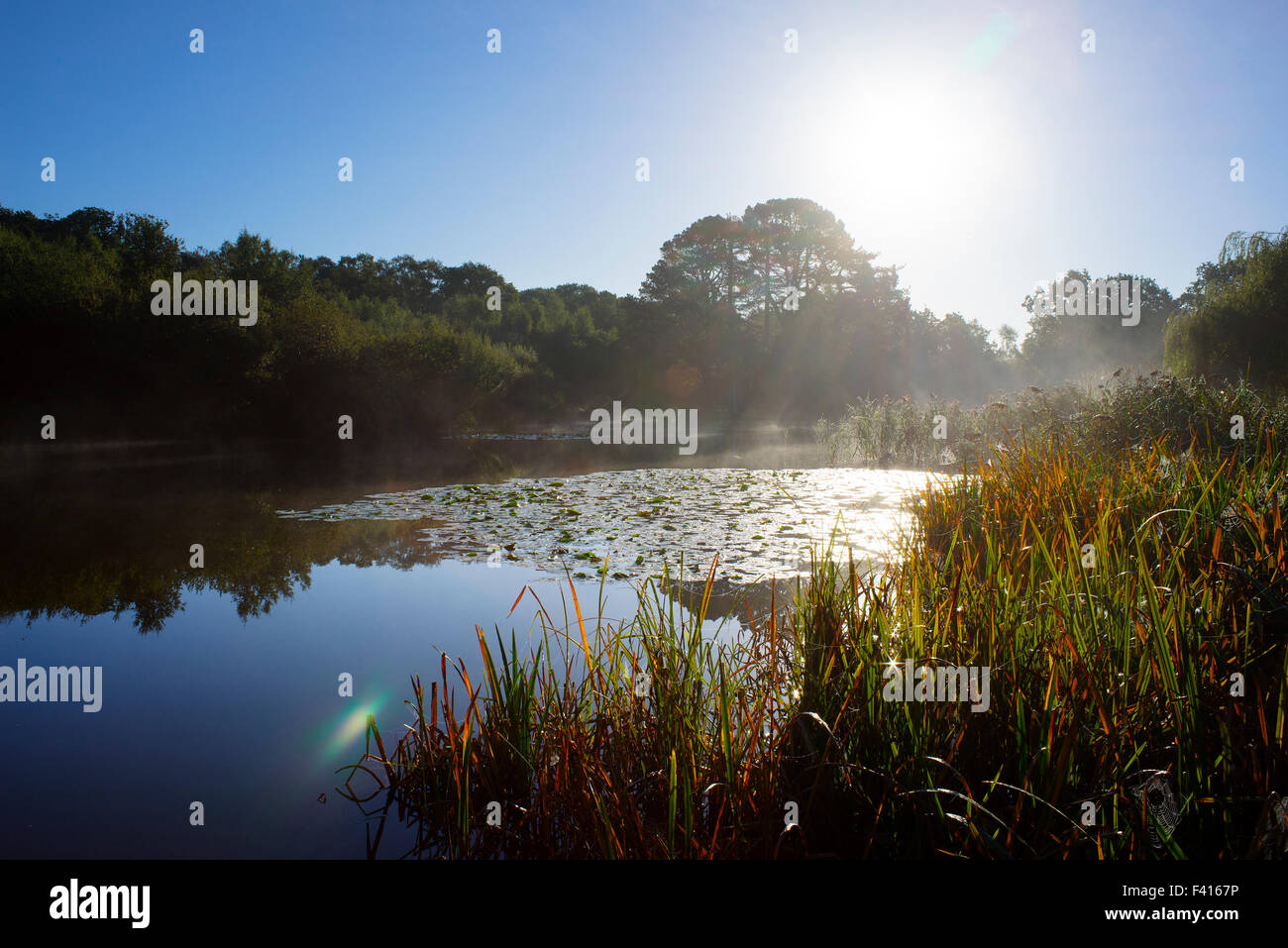 The Ornamental Lake, also known as the Fishing Lake, on Southampton Common at sunrise Stock