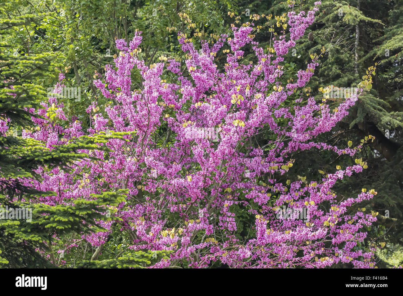 Cercis siliquastrum, Judas tree in spring Stock Photo