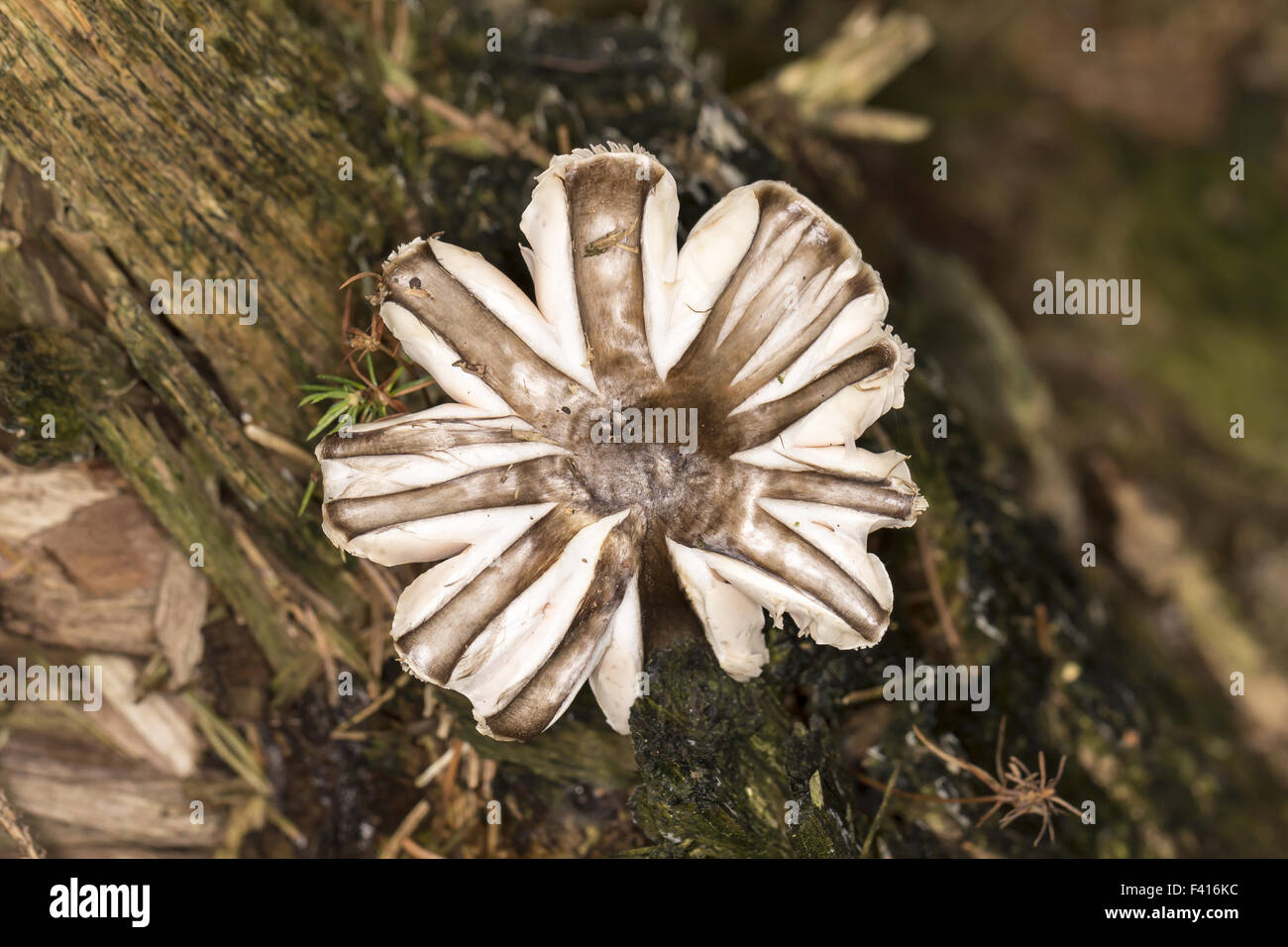 Pluteus species fungus, mushroom Stock Photo
