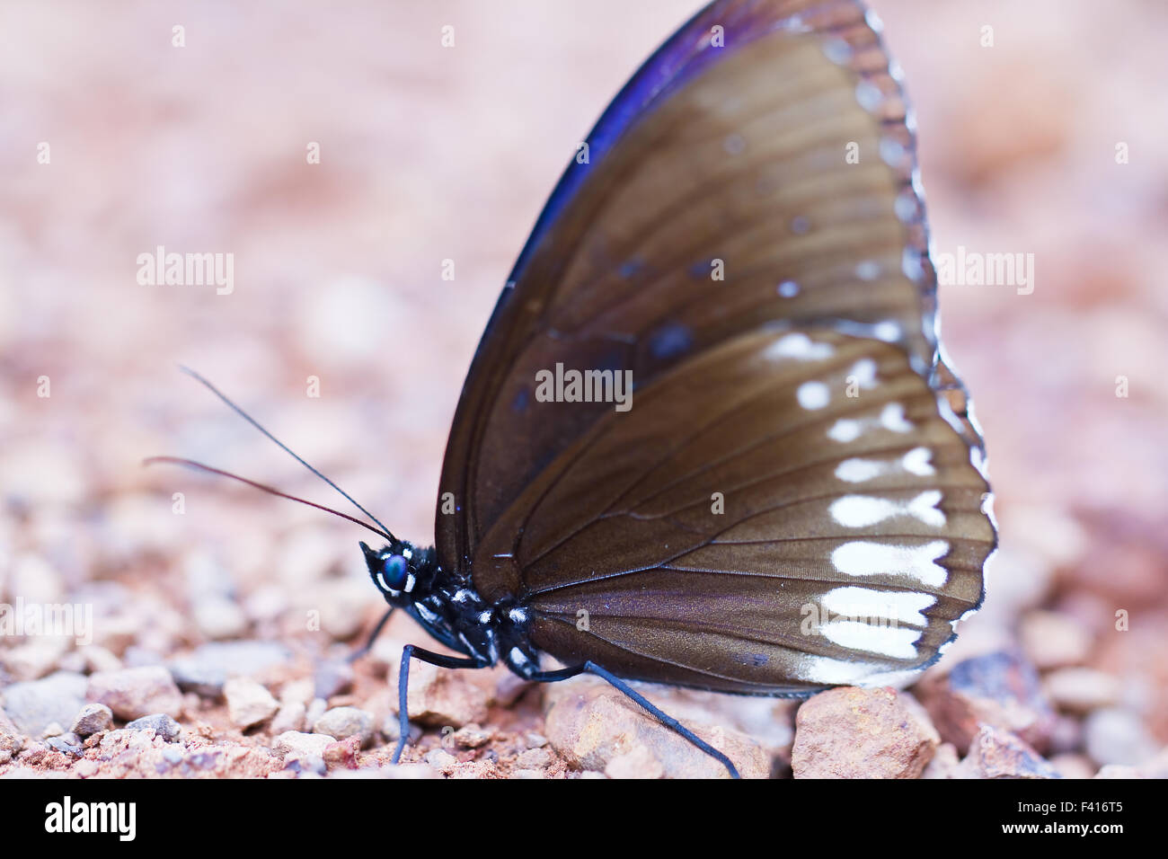 Butterfly in pang sida national park  thailand Stock Photo