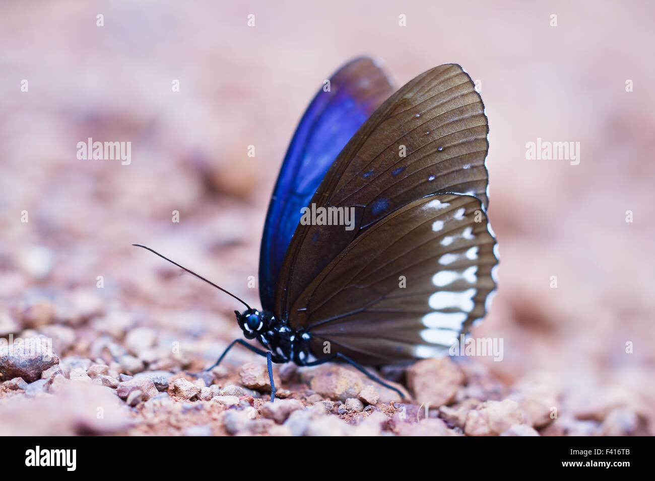Butterfly in pang sida national park  thailand Stock Photo