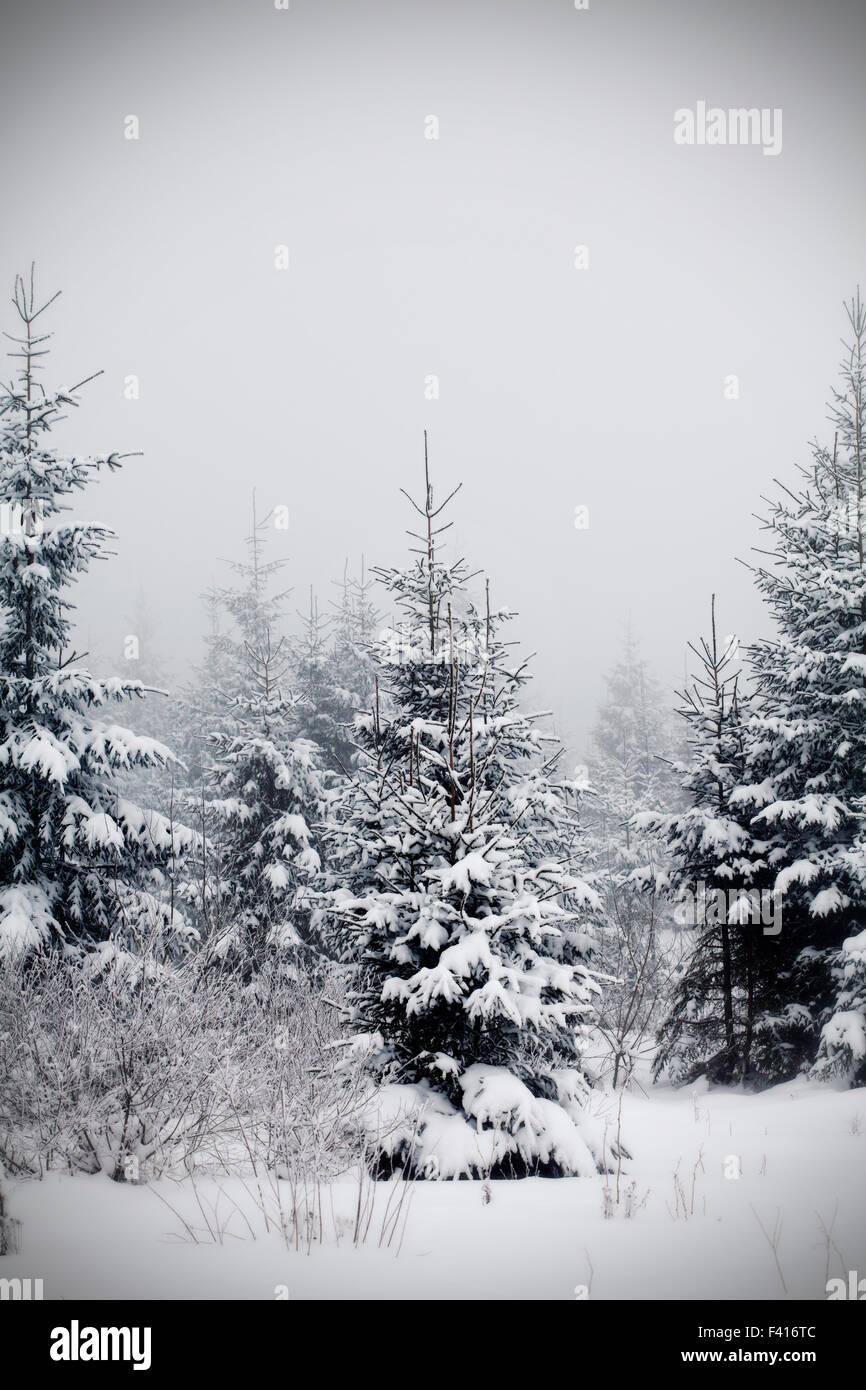 Snow covered pine trees in the mountains Stock Photo - Alamy