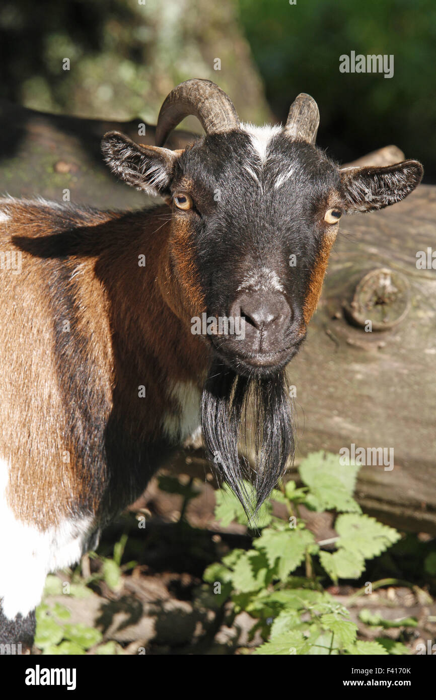 billy goat Stock Photo