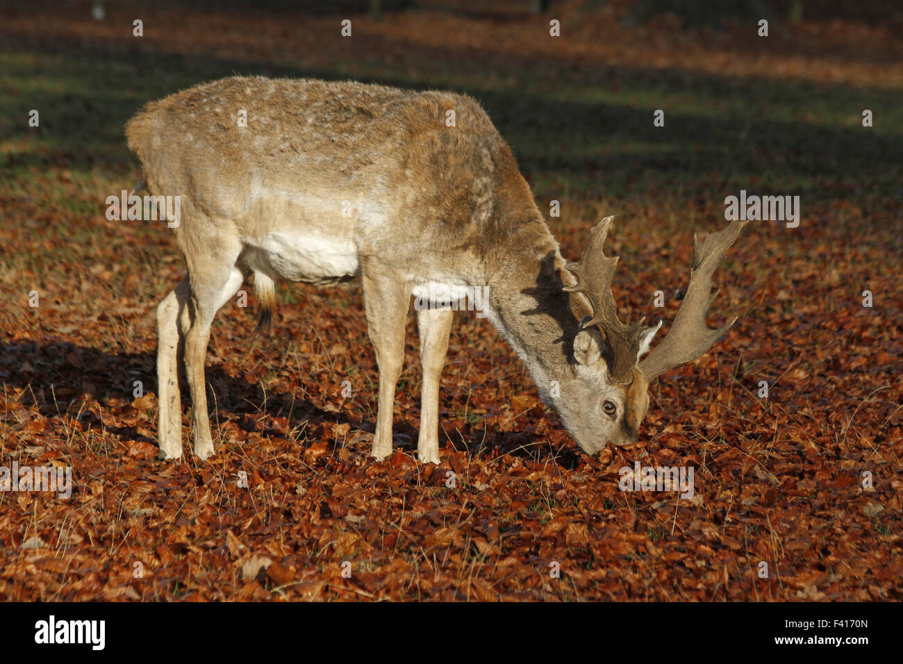 mesopotamian fallow deer Stock Photo