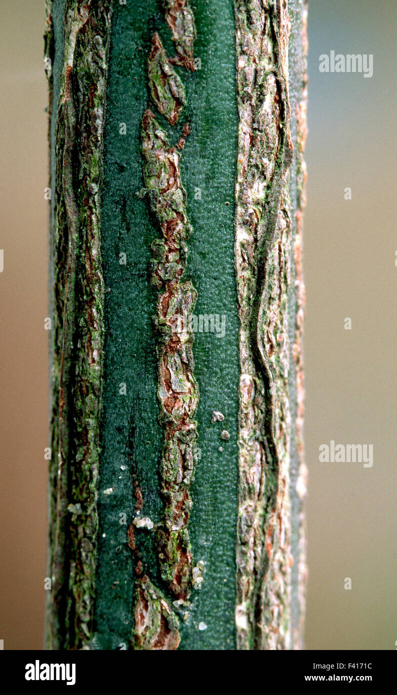 Euonymus europaeu hires stock photography and images Alamy