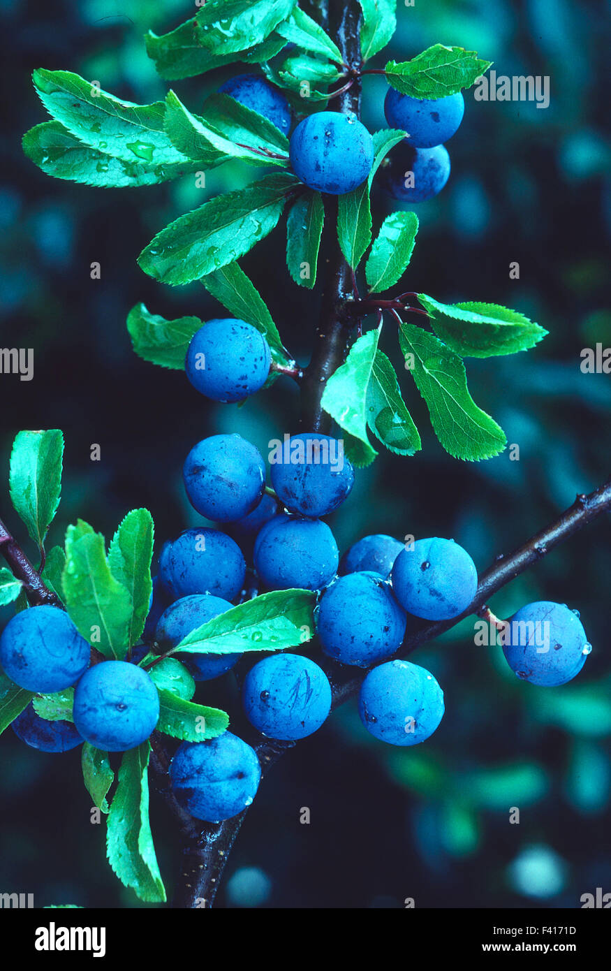 sloe; blackthorn; berries; Stock Photo
