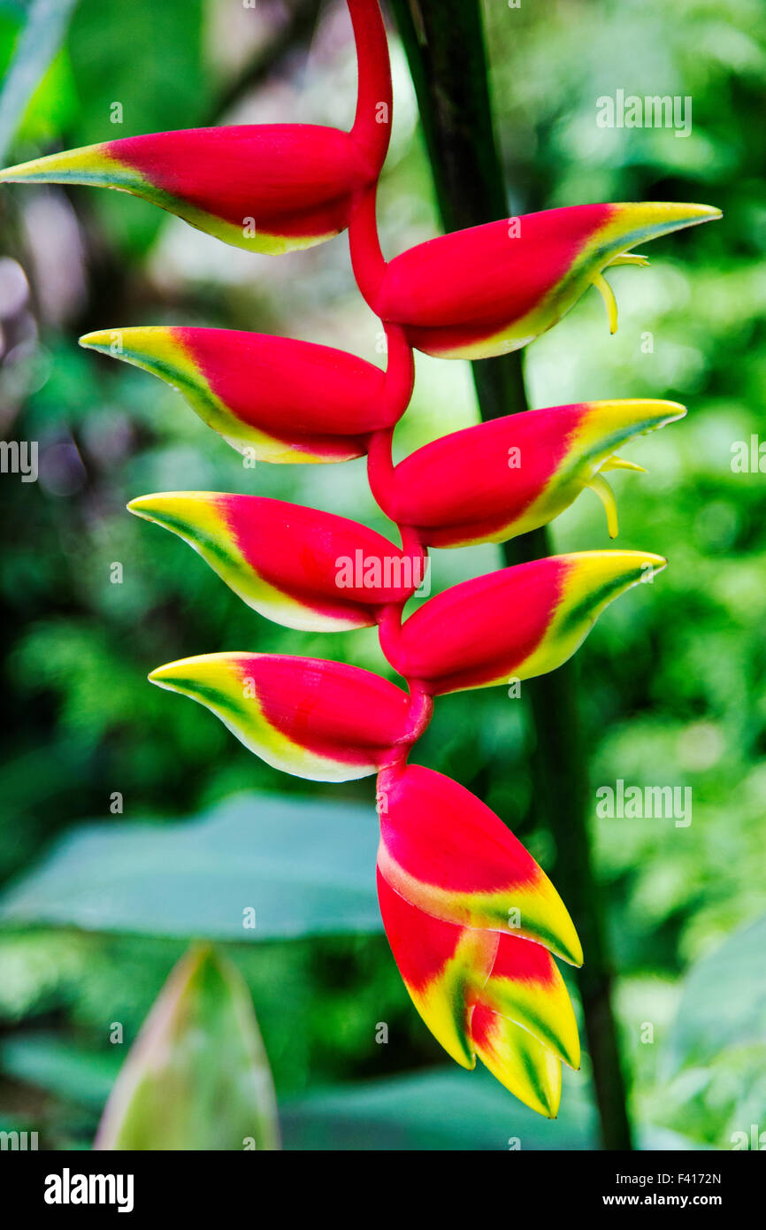 Wildflower, Hanging Lobster Claw, Heliconia Rostrata, Heliconiaceae