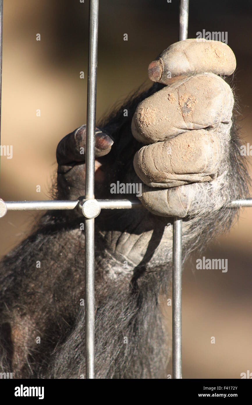 chimpanzee in a cage Stock Photo